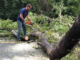 How Our Tree Care Process Works  in  Geraldine, AL