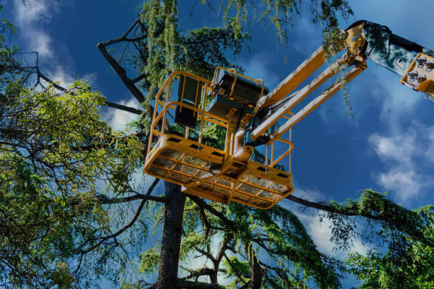 Geraldine, AL Tree Services Company