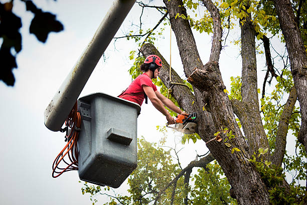 Best Palm Tree Trimming  in Gerdine, AL